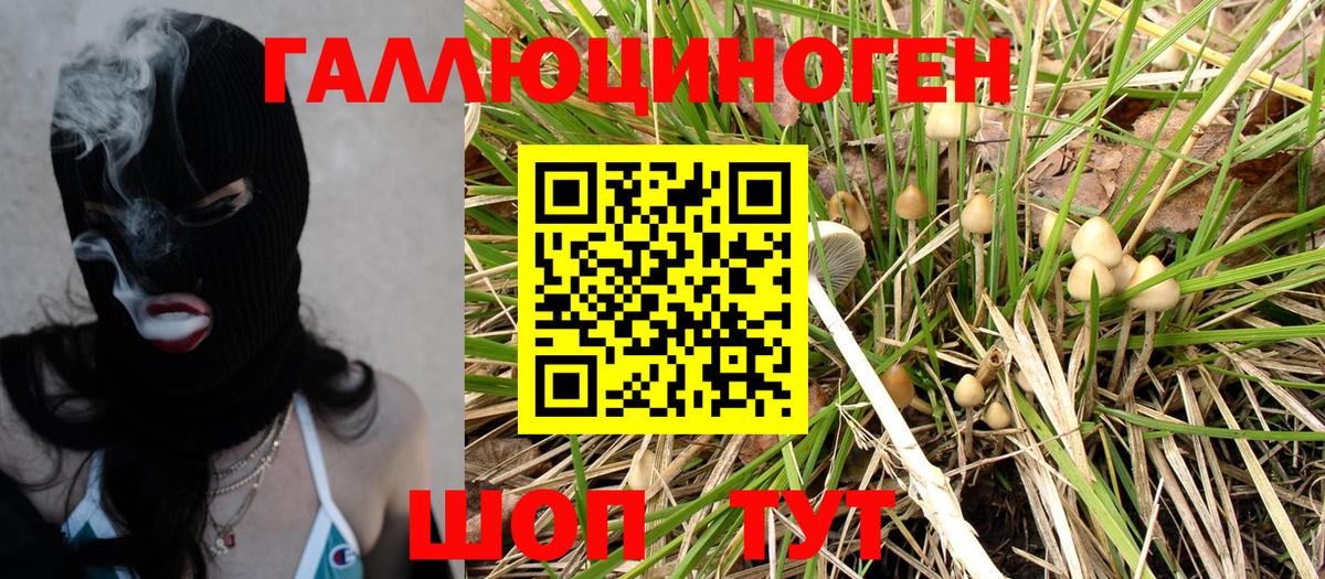 Псилоцибиновые грибы Psilocybe Кудрово